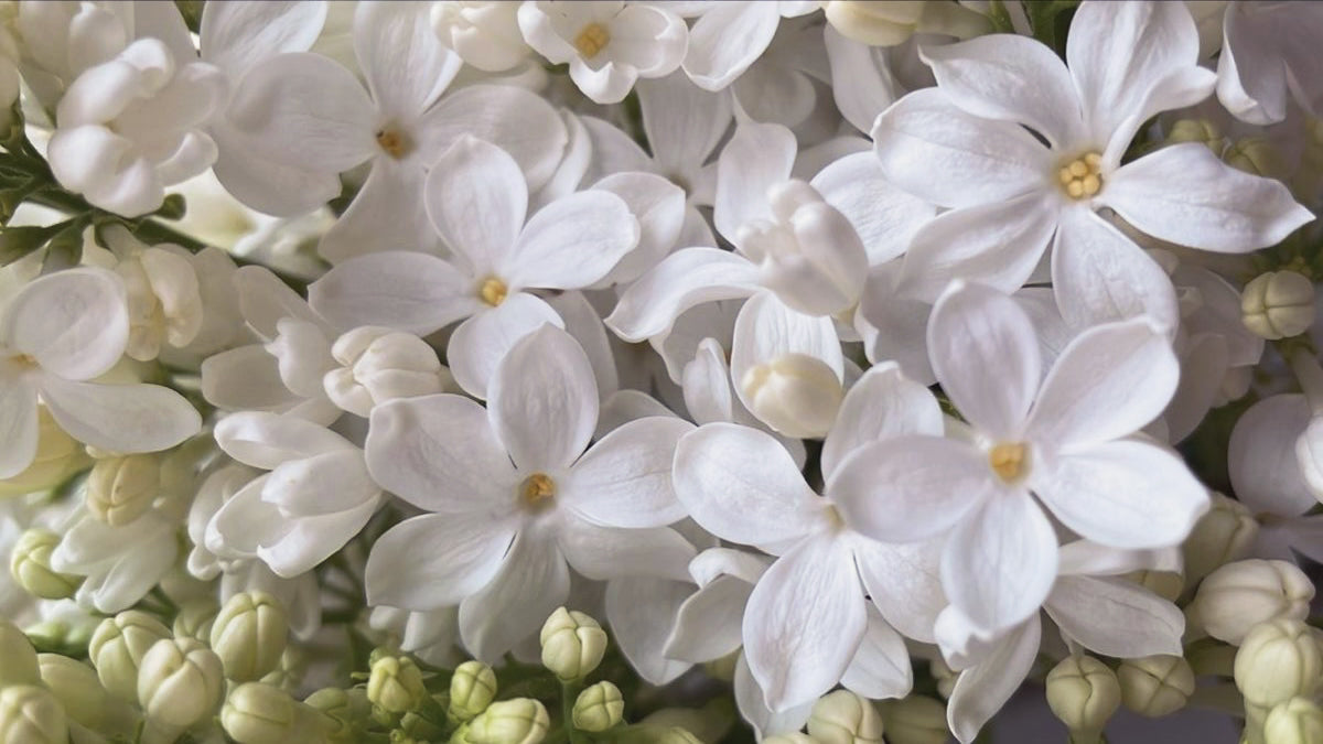 Photo fleurs Tubéreuse