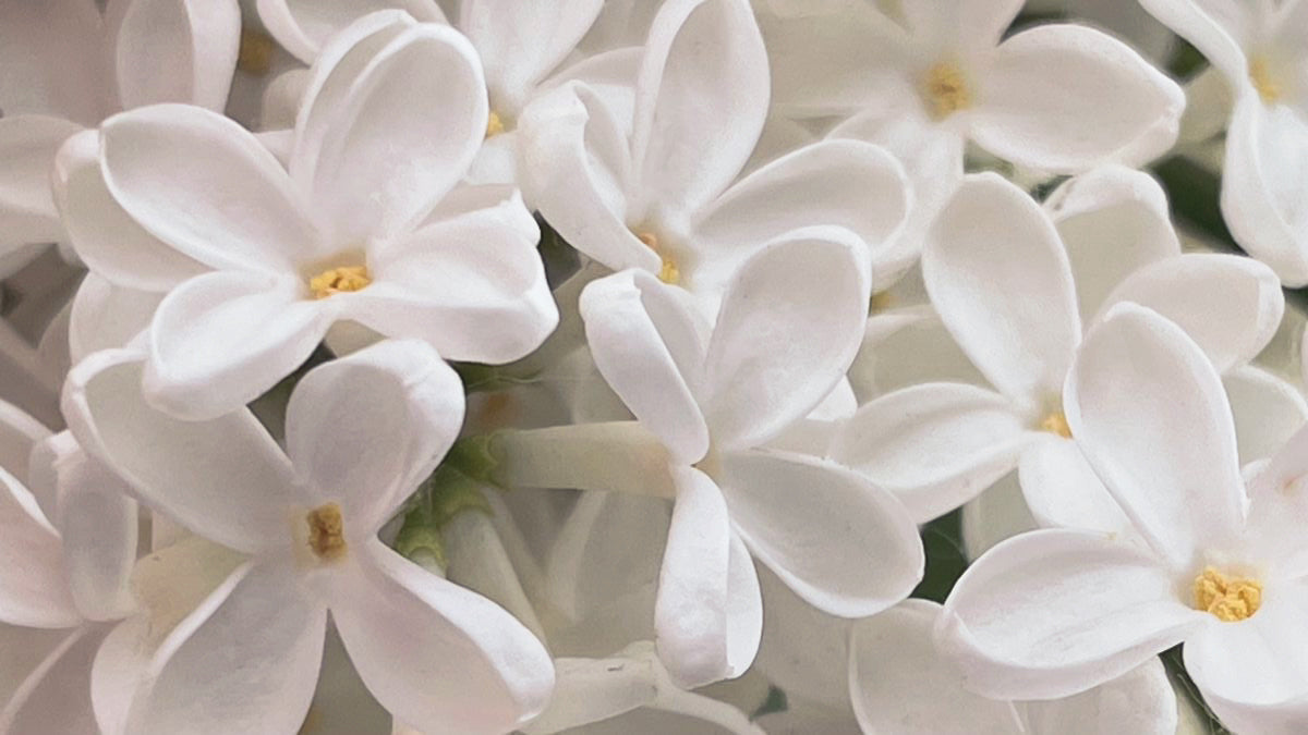 Photo Fleur de Jasmin